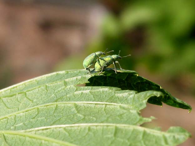 Phyllobius argentatus